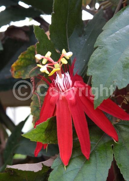 Red blooms; Evergreen