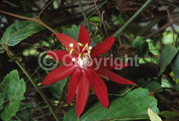 Red blooms; Evergreen