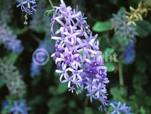 Purple blooms; White blooms; Evergreen; Broadleaf; North American Native
