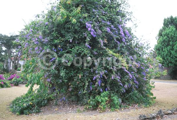 Purple blooms; White blooms; Evergreen; Broadleaf; North American Native