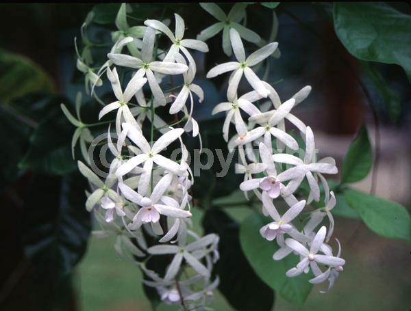 Purple blooms; White blooms; Evergreen; Broadleaf; North American Native