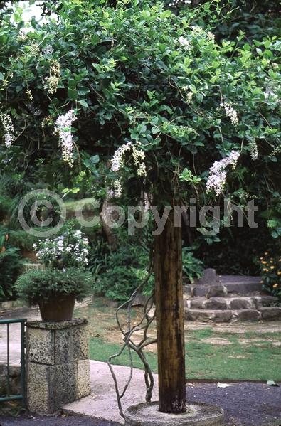 Purple blooms; White blooms; Evergreen; Broadleaf; North American Native