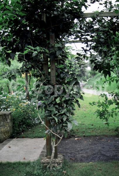 Purple blooms; White blooms; Evergreen; Broadleaf; North American Native