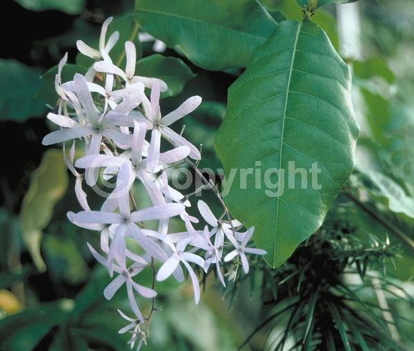 Purple blooms; White blooms; Evergreen; Broadleaf; North American Native