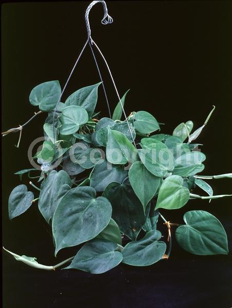 Evergreen; North American Native