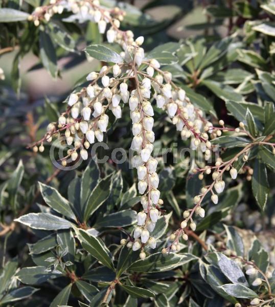 White blooms; Evergreen