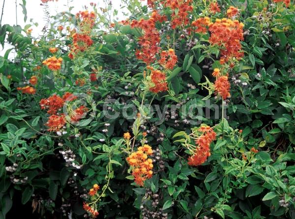Orange blooms; Evergreen
