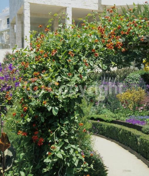 Orange blooms; Evergreen