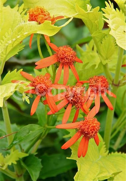 Orange blooms; Evergreen