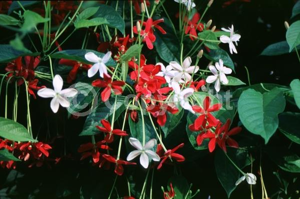 Red blooms; Evergreen