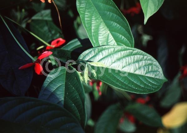 Red blooms; Evergreen