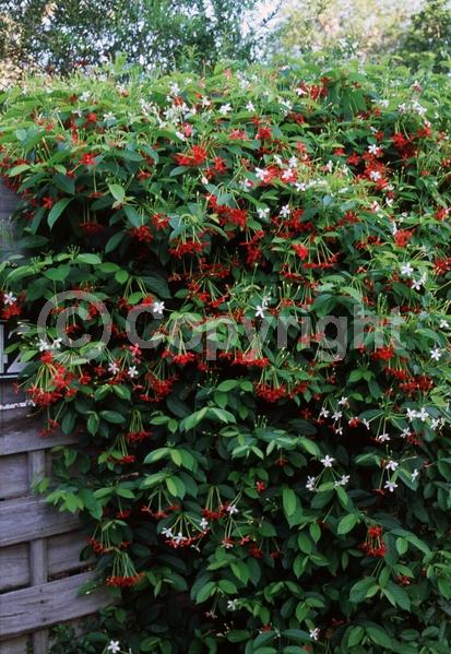 Red blooms; Evergreen