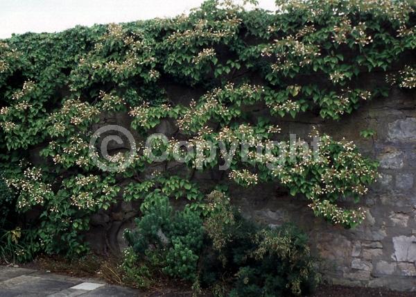 White blooms; Pink blooms; Deciduous; Broadleaf
