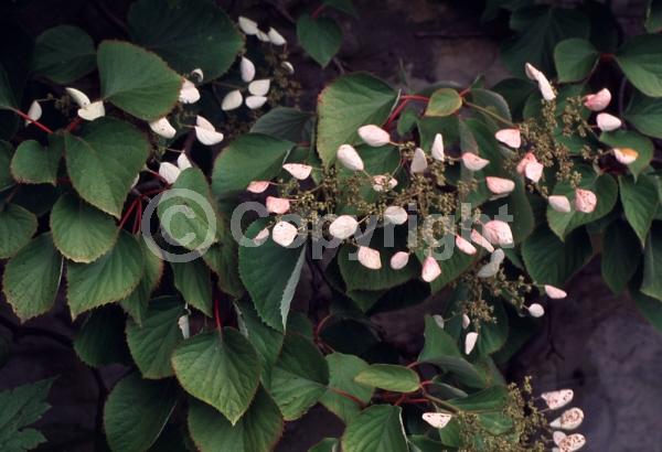 White blooms; Pink blooms; Deciduous; Broadleaf
