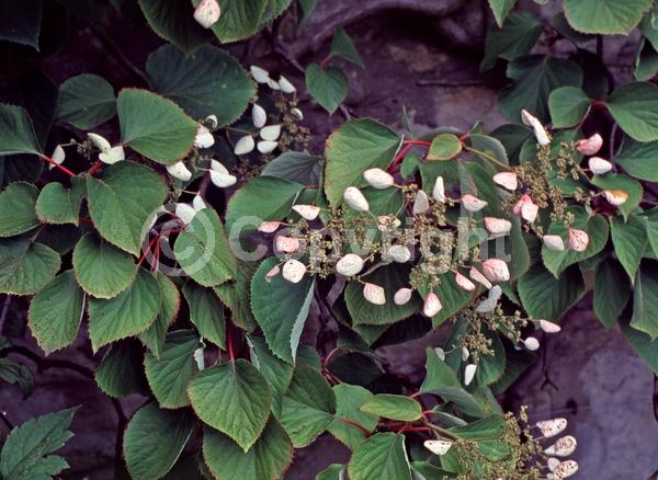 White blooms; Pink blooms; Deciduous; Broadleaf