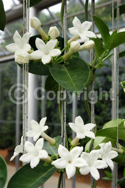 White blooms; Evergreen; Broadleaf