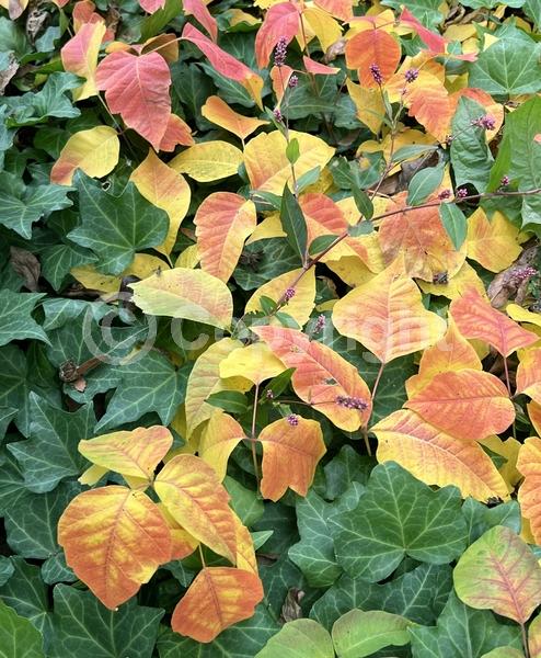 North American Native