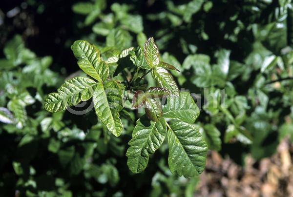 North American Native