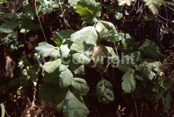 North American Native