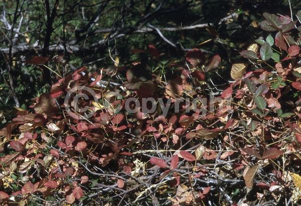 North American Native