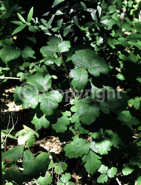 North American Native