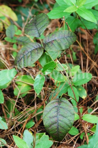 North American Native