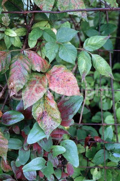 North American Native