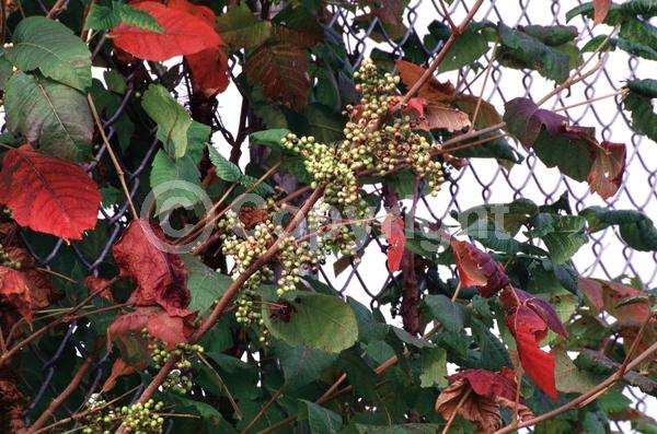 North American Native