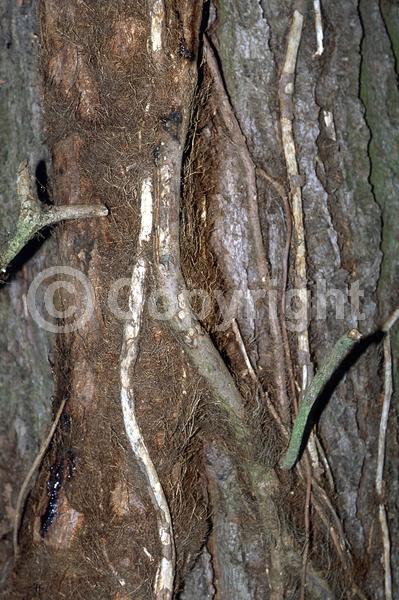 North American Native