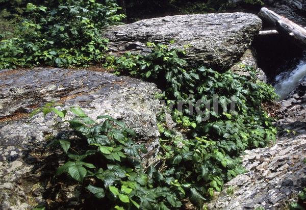 North American Native