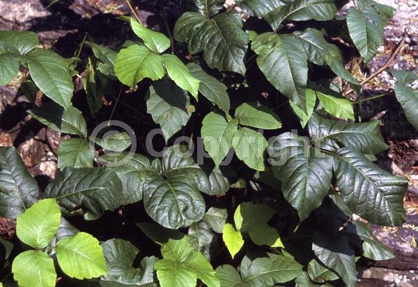 North American Native