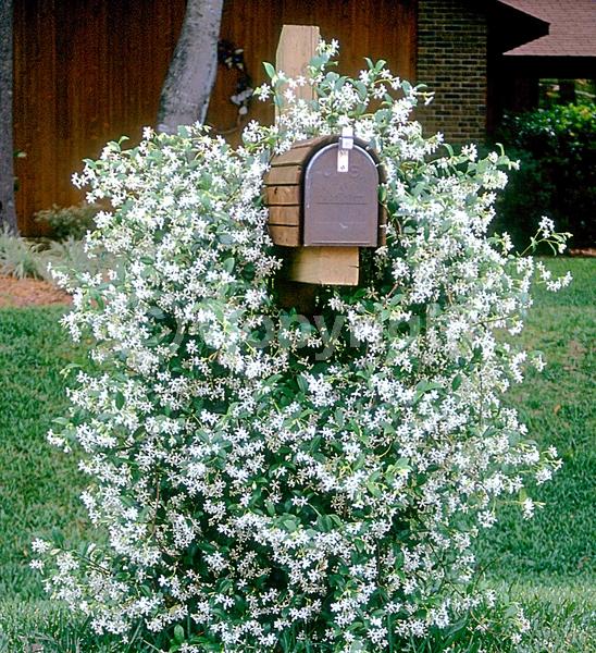 Yellow blooms; White blooms; Evergreen