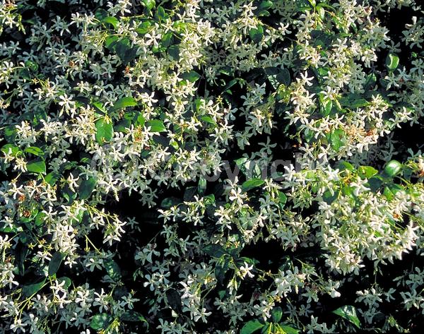 Yellow blooms; White blooms; Evergreen