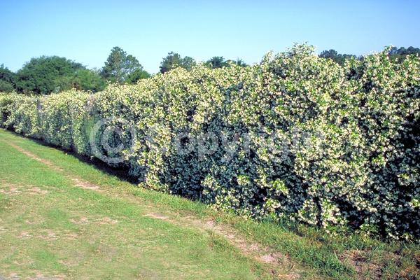 Yellow blooms; White blooms; Evergreen