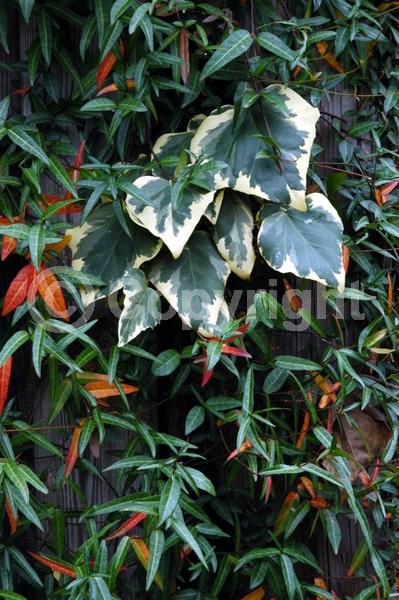 Yellow blooms; White blooms; Evergreen