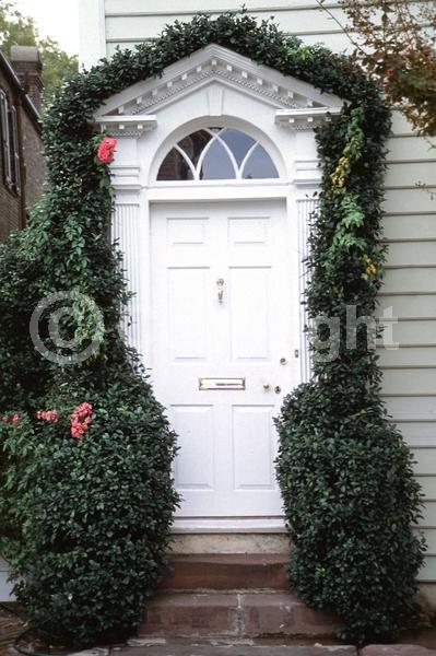 Yellow blooms; White blooms; Evergreen