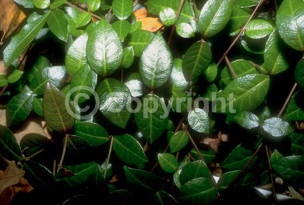 Yellow blooms; White blooms; Evergreen