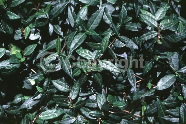 Yellow blooms; White blooms; Evergreen