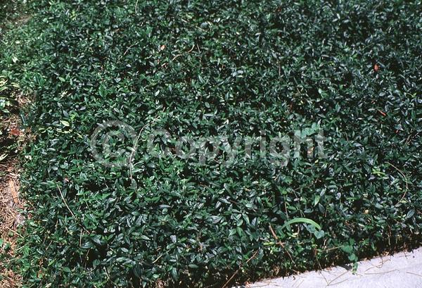 Yellow blooms; White blooms; Evergreen