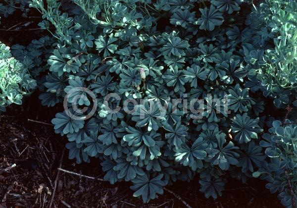 Yellow blooms; Evergreen; Needles or needle-like leaf