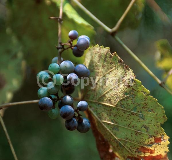 Deciduous; North American Native