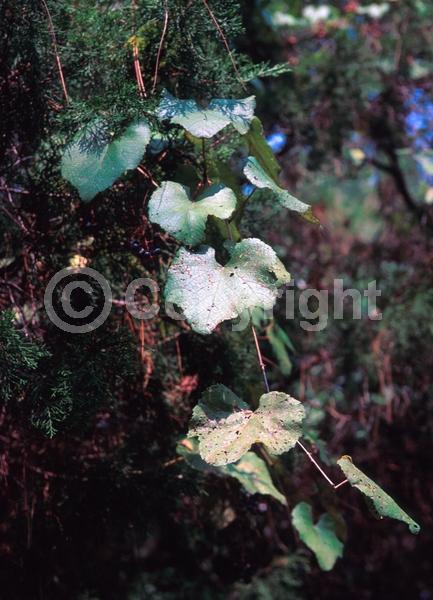 Deciduous; North American Native