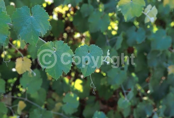 Yellow blooms; Deciduous; Broadleaf; North American Native