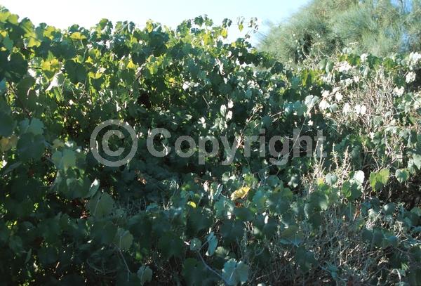 Yellow blooms; Deciduous; Broadleaf; North American Native