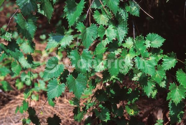 Yellow blooms; Deciduous; Broadleaf; North American Native