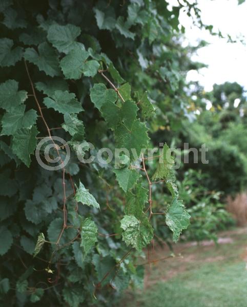 Yellow blooms; Deciduous; Broadleaf; North American Native