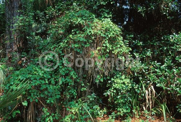 Yellow blooms; Deciduous; Broadleaf; North American Native