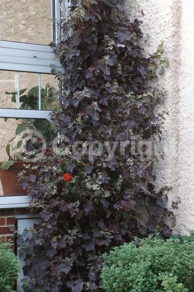 Yellow blooms; Deciduous