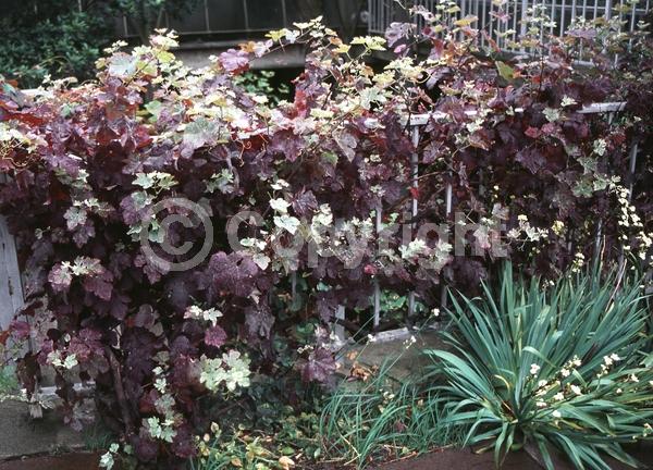 Yellow blooms; Deciduous