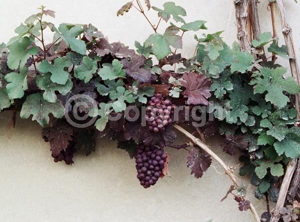 Yellow blooms; Deciduous